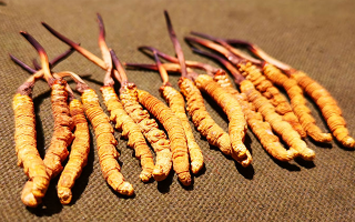 權(quán)威解讀：冬蟲夏草燉雞湯，藏域滋養(yǎng)與家常美味的雙向奔赴