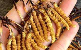 石斛和冬蟲夏草哪個(gè)好？西藏那曲蟲草網(wǎng)教你按需選對(duì)滋補(bǔ)珍品