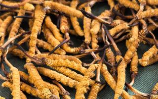 藏區(qū)特產(chǎn)冬蟲夏草是什么？西藏那曲蟲草網(wǎng)為你全面解密