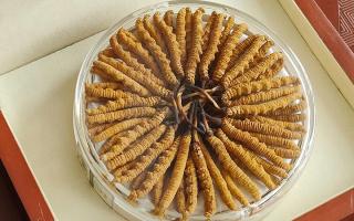 冬蟲夏草不養(yǎng)生會(huì)怎么樣？正視滋養(yǎng)價(jià)值，規(guī)避認(rèn)知誤區(qū)