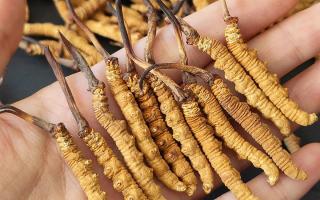 2026冬蟲夏草干貨多少錢一克｜西藏那曲蟲草網(wǎng)，行業(yè)權(quán)威行情解讀