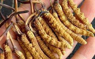 藏紅花和冬蟲(chóng)夏草哪個(gè)貴？揭秘2026年最新價(jià)格真相