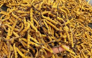 西藏那曲蟲草網(wǎng)｜一克冬蟲夏草煲多少水合適？行業(yè)權(quán)威指南來了