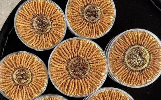 100塊錢一盒冬蟲夏草能買嗎？行業(yè)權(quán)威拆解+避坑指南