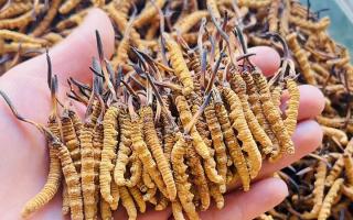 35元一根的冬蟲夏草能買嗎？——揭秘低價(jià)蟲草真相