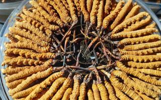 冬蟲夏草蒸蛋方法竅門，西藏那曲蟲草網(wǎng)教你解鎖滋補(bǔ)家常做法