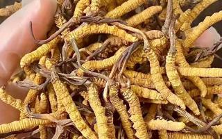 冬蟲夏草買什么品牌好？西藏那曲蟲草網權威推薦，避開陷阱選對正宗好草