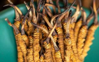 900根一斤的冬蟲夏草價格多少？西藏那曲蟲草網(wǎng)揭秘2026年最新行情及選購指南