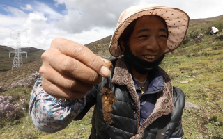 西藏哪個(gè)地區(qū)冬蟲(chóng)夏草好？那曲蟲(chóng)草穩(wěn)居品質(zhì)之巔