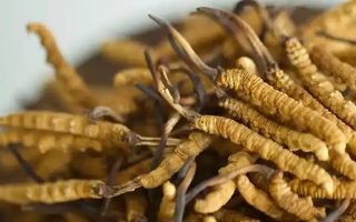 慧眼辨藏珍，避坑不踩雷——西藏那曲蟲草行業(yè)網(wǎng)教你科學(xué)識別冬蟲夏草