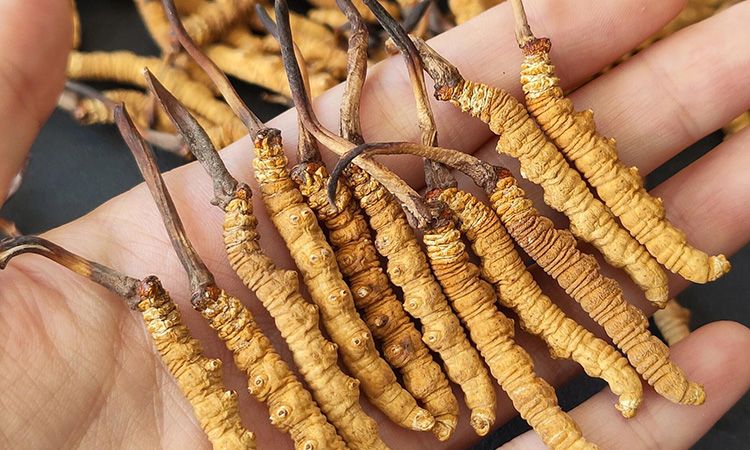 <a href=http://m.ynrhw.com/s/cczjjd target=_blank class=infotextkey>冬蟲夏草真假鑒定</a>