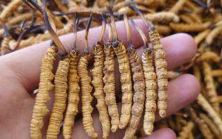 冬蟲夏草主要產(chǎn)地詳解：那曲雪域，蟲草的黃金搖籃