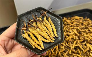 冬蟲夏草燉多少時(shí)間合適？藏農(nóng)神草那曲源頭品牌，教你燉出滿滿營養(yǎng)