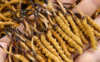 如何才能買到真冬蟲夏草？藏農(nóng)神草那曲源頭品牌，教你避坑不踩雷