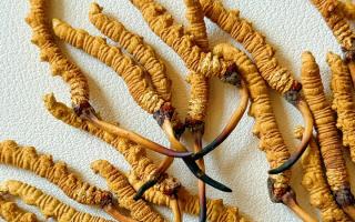 去西藏哪里買冬蟲夏草？藏農(nóng)神草那曲源頭品牌，解鎖本地正宗選購地